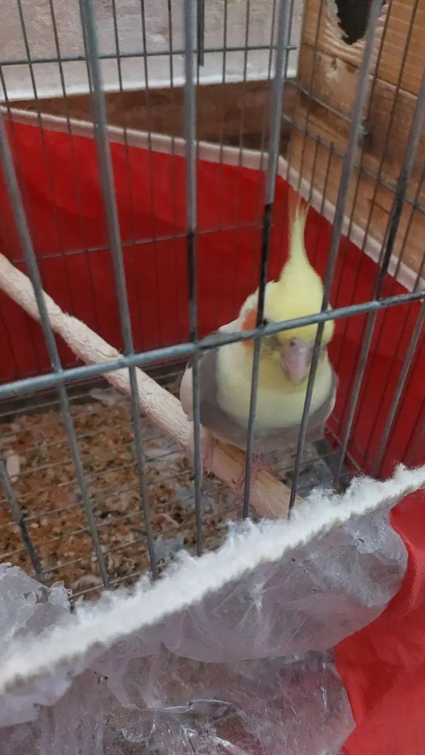 فروش یک عدد عروس هلندی نر دوکت|پرنده|کاکی, |دیوار