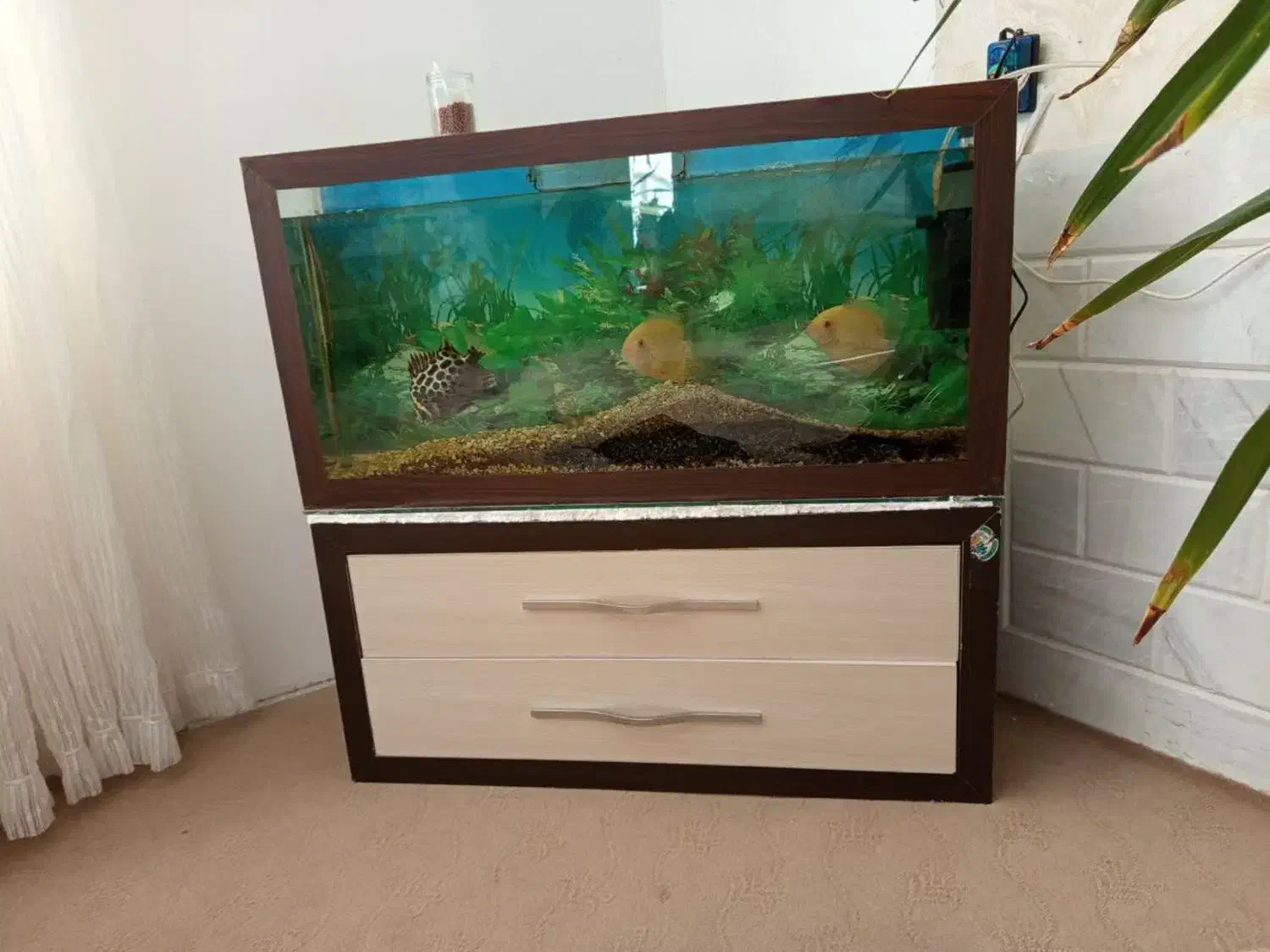 اکواریوم با تمام لوازم|ماهی|تربتحیدریه, شهرک ولیعصر|دیوار