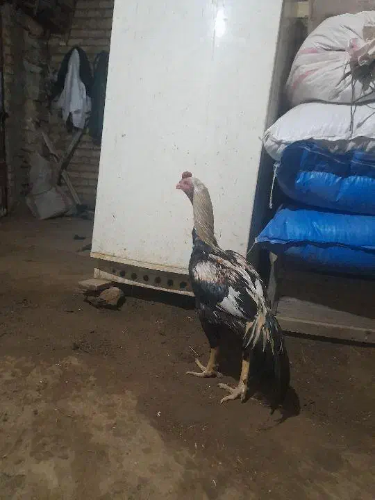 خروس|حیوانات مزرعه|چاراویماق, |دیوار