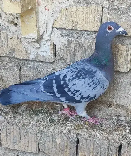 تبعیدی|پرنده|شیراز, ارم|دیوار