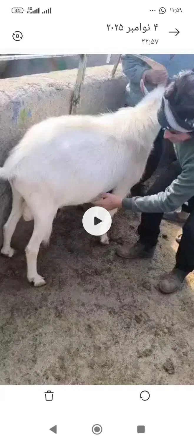 چند راس میش و بره فروشی|حیوانات مزرعه|فهرج, |دیوار