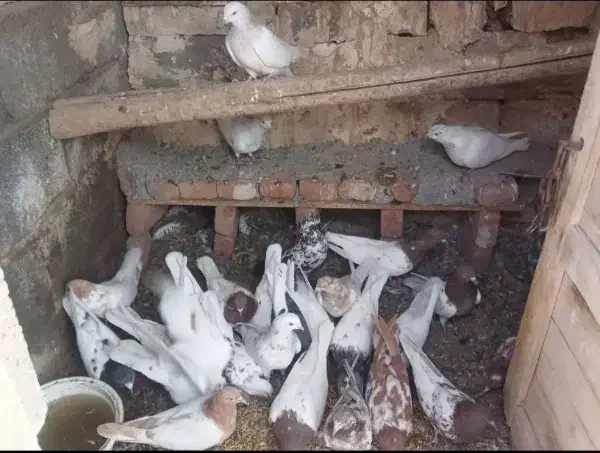 بفروش میرسد کبوتر ها|پرنده|ایلخچی, |دیوار