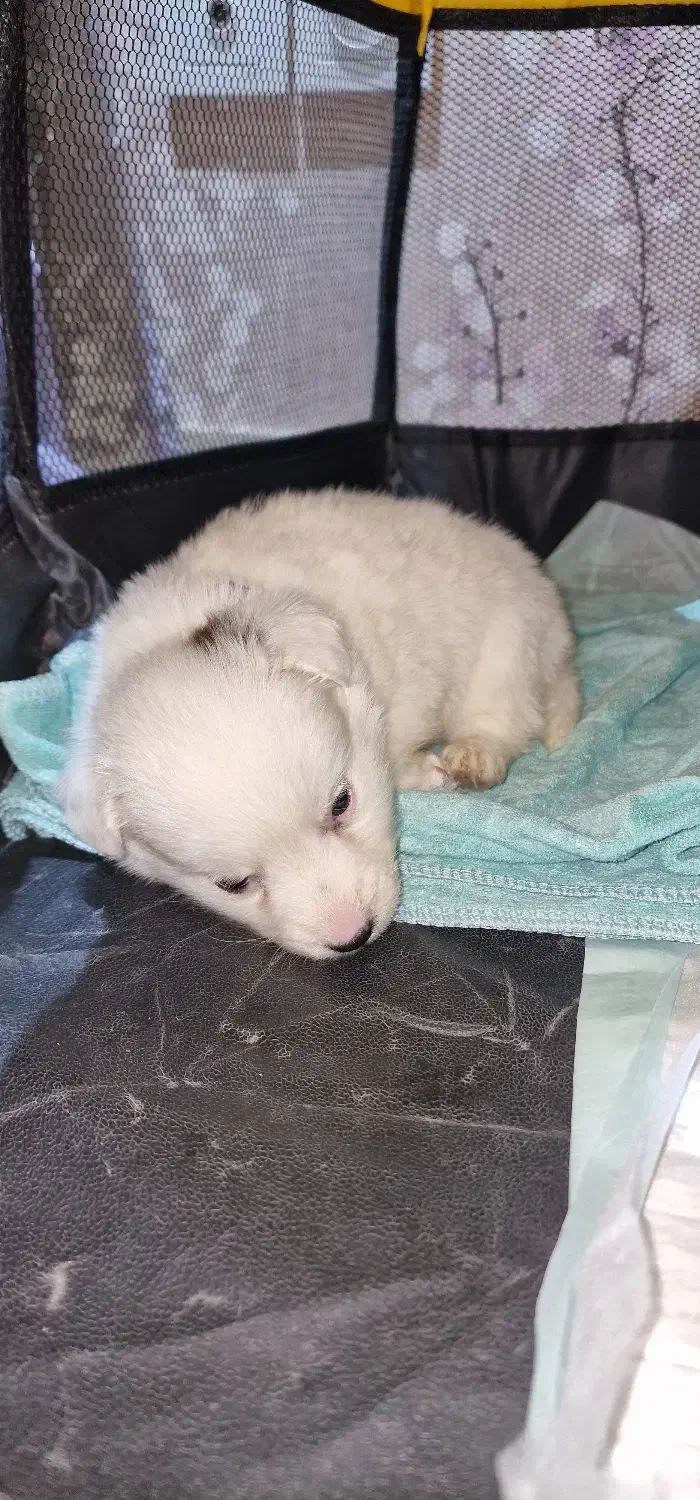 پامر اشپیتز|سگ|تهران, هوانیروز|دیوار