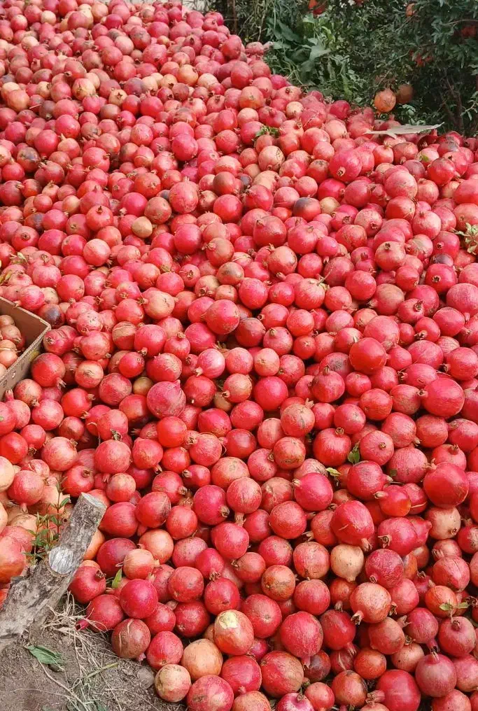 انار اب گیری|عمده‌فروشی|قم, پردیسان|دیوار