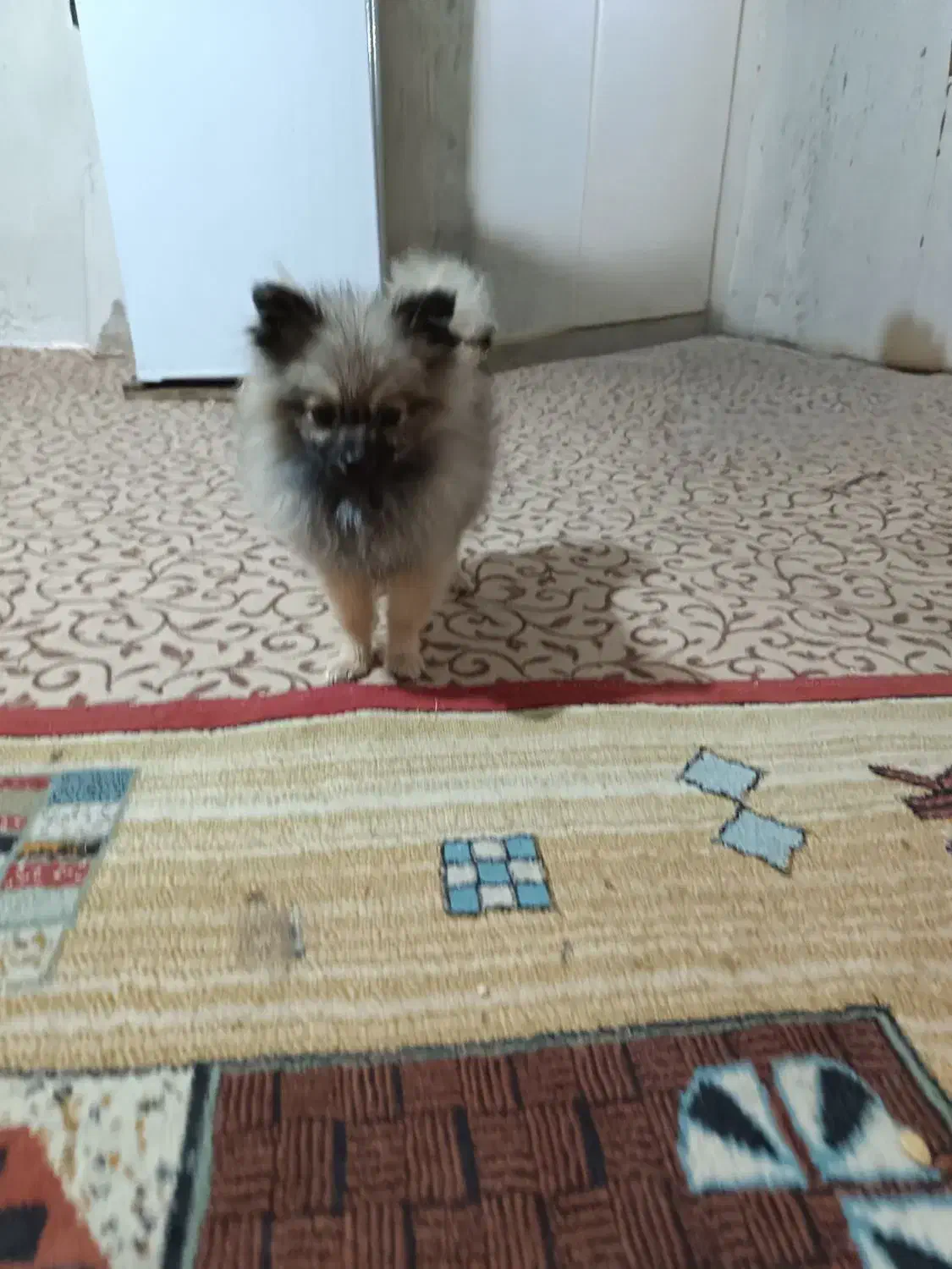 واگزاری سگ پامر خرسی|سگ|شیراز, نصر|دیوار