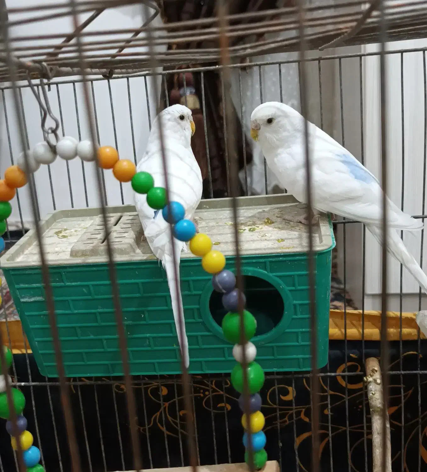 مرغ عشق|پرنده|کبودرآهنگ, |دیوار