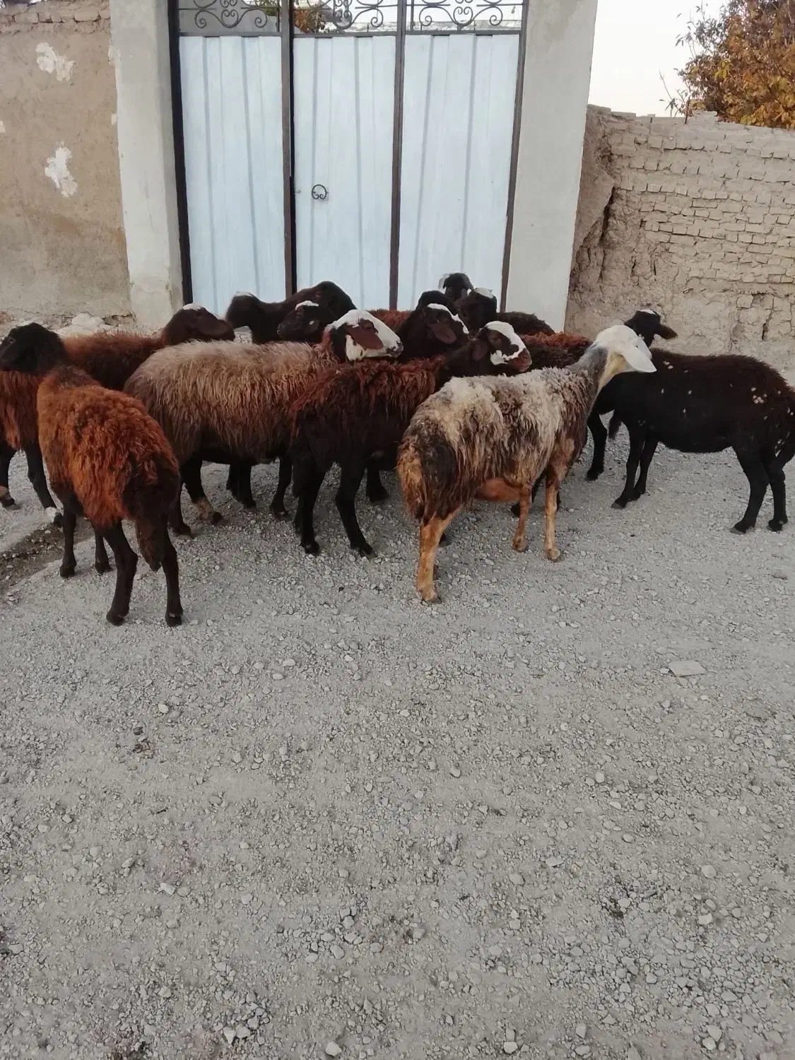 شیشک ماده|حیوانات مزرعه|اشترینان, |دیوار