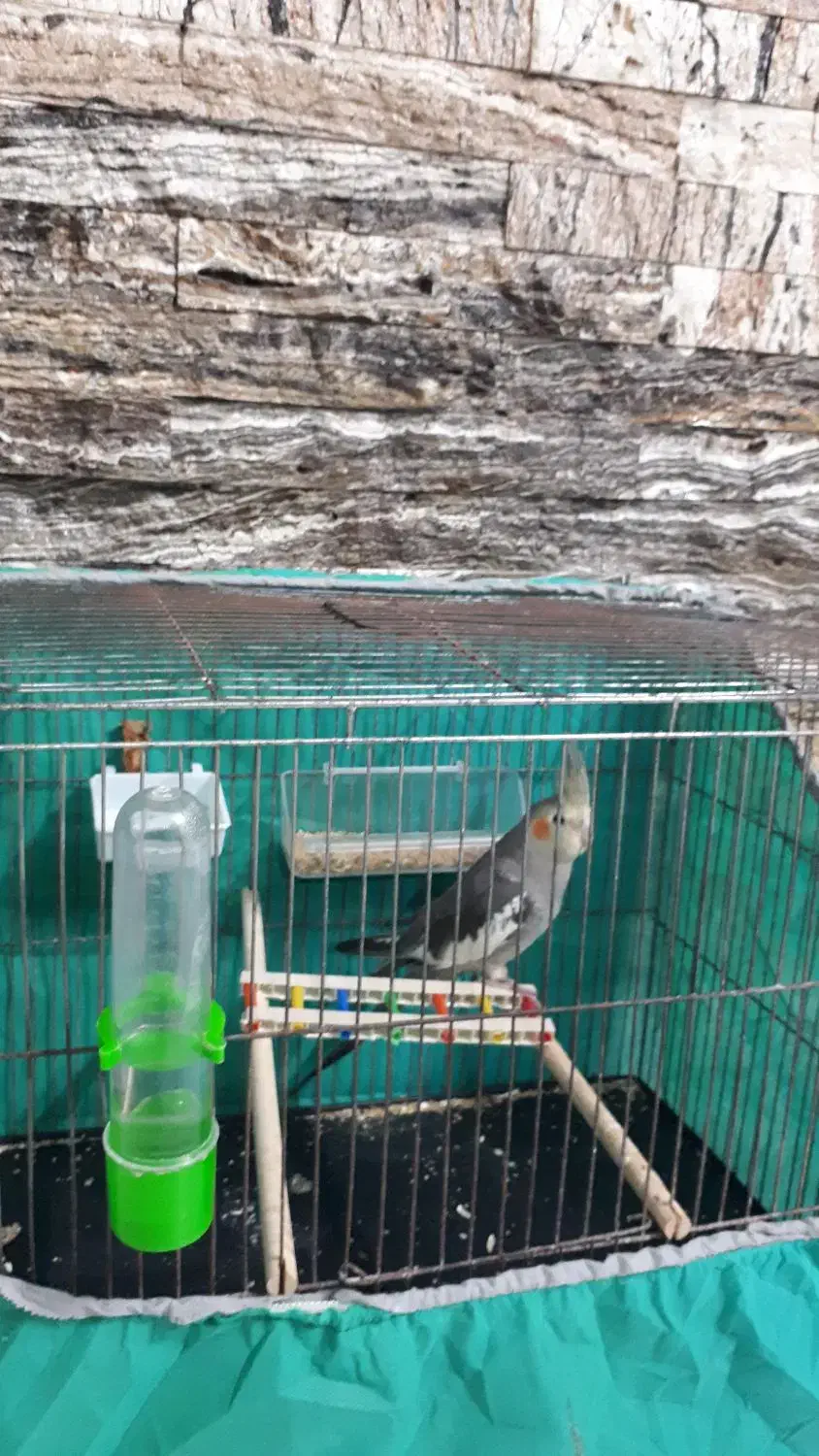 طوطی عروس هلندی با قفس|پرنده|بابل, |دیوار