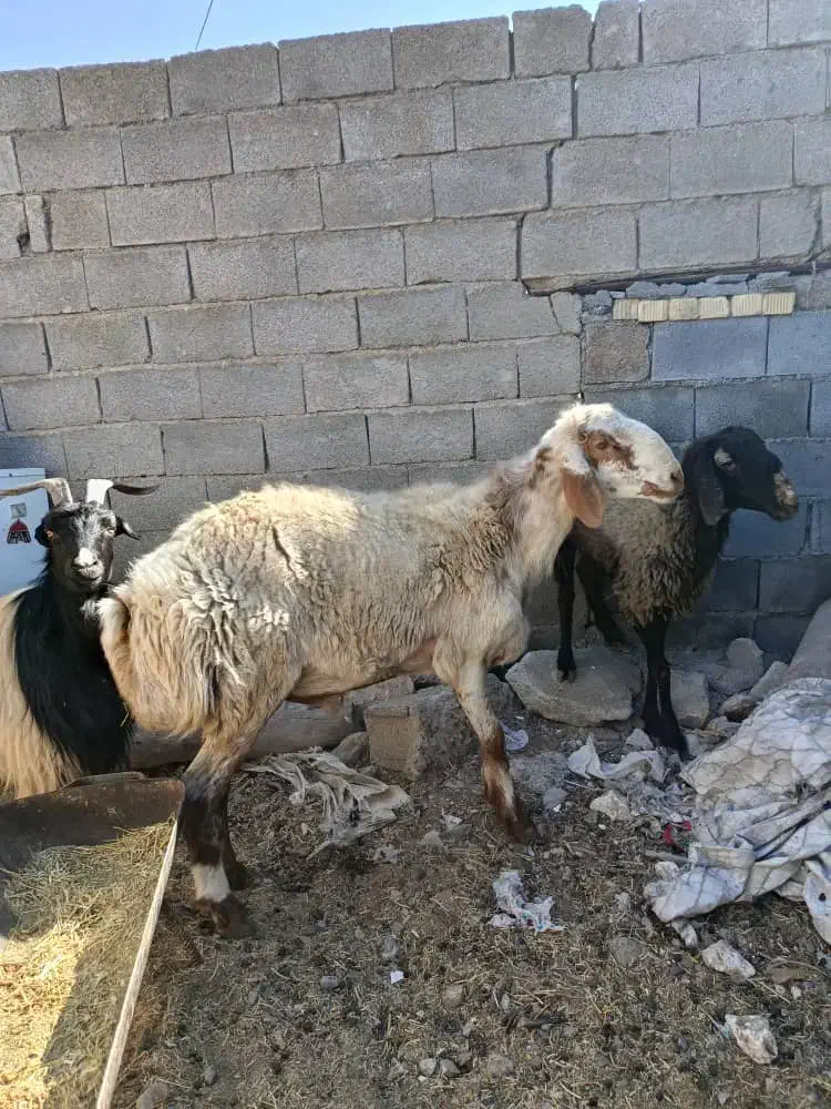 کاوه غوچ|حیوانات مزرعه|سورنا, |دیوار