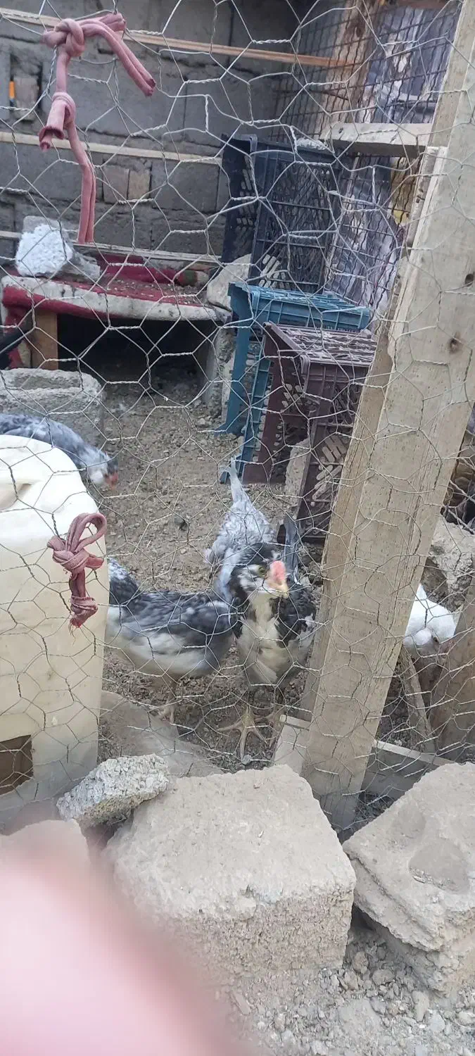 مرغ گلین طوسی با ۹عدد جوجه بزرگ|حیوانات مزرعه|عنبرآباد, |دیوار