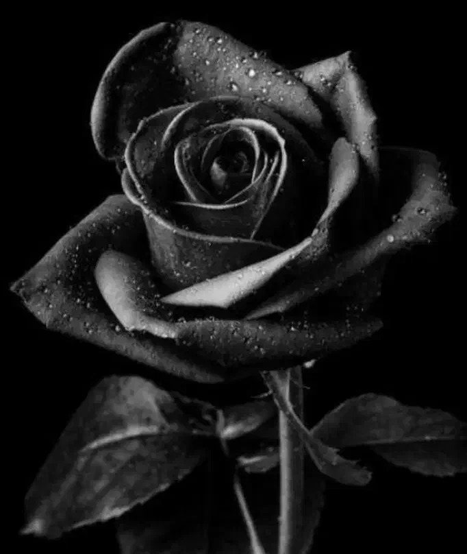 دوستانه|فعالیت داوطلبانه تحقیقاتی|باقرشهر, |دیوار