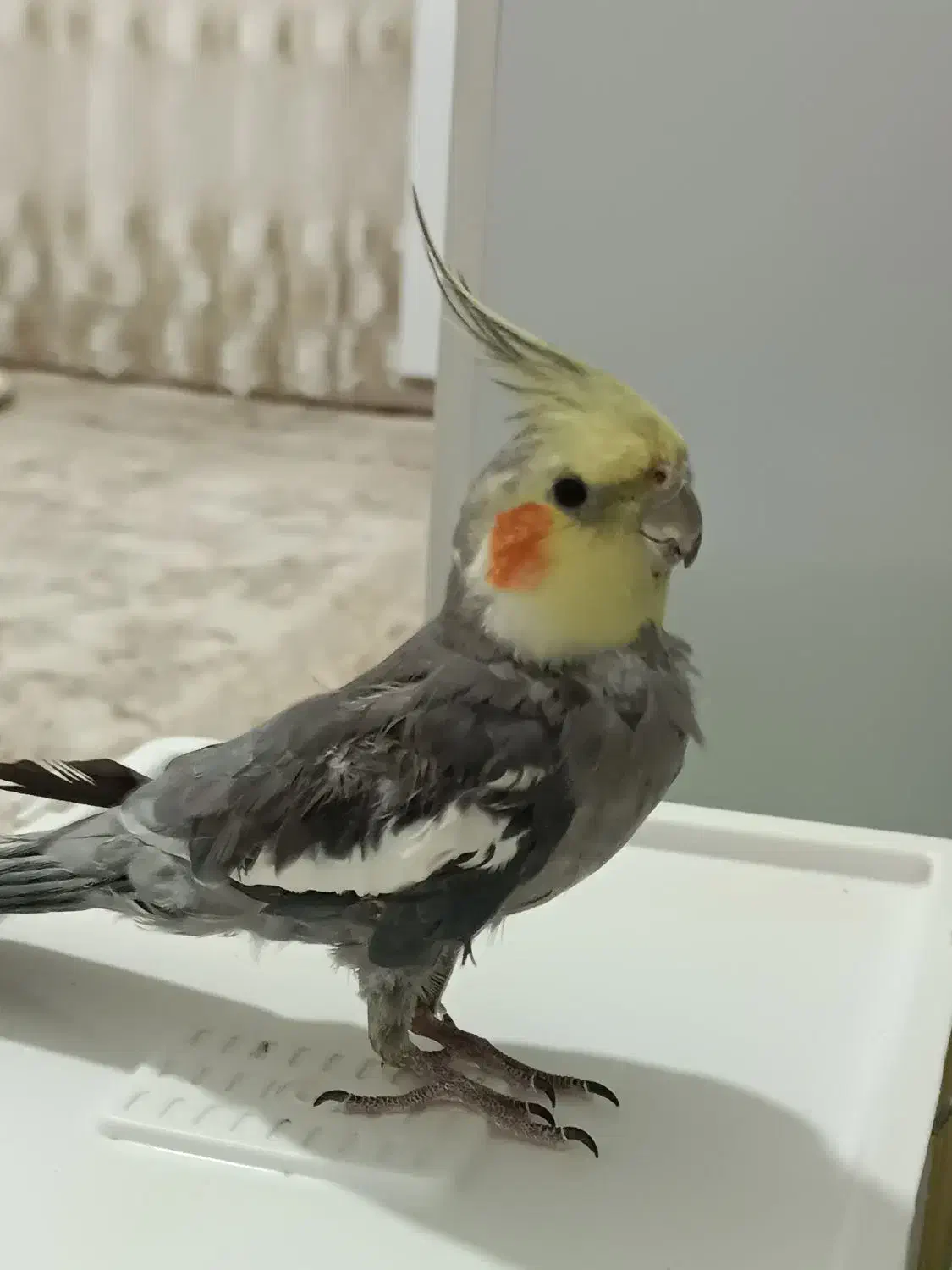 عروس هلندی|پرنده|پیرانشهر, |دیوار