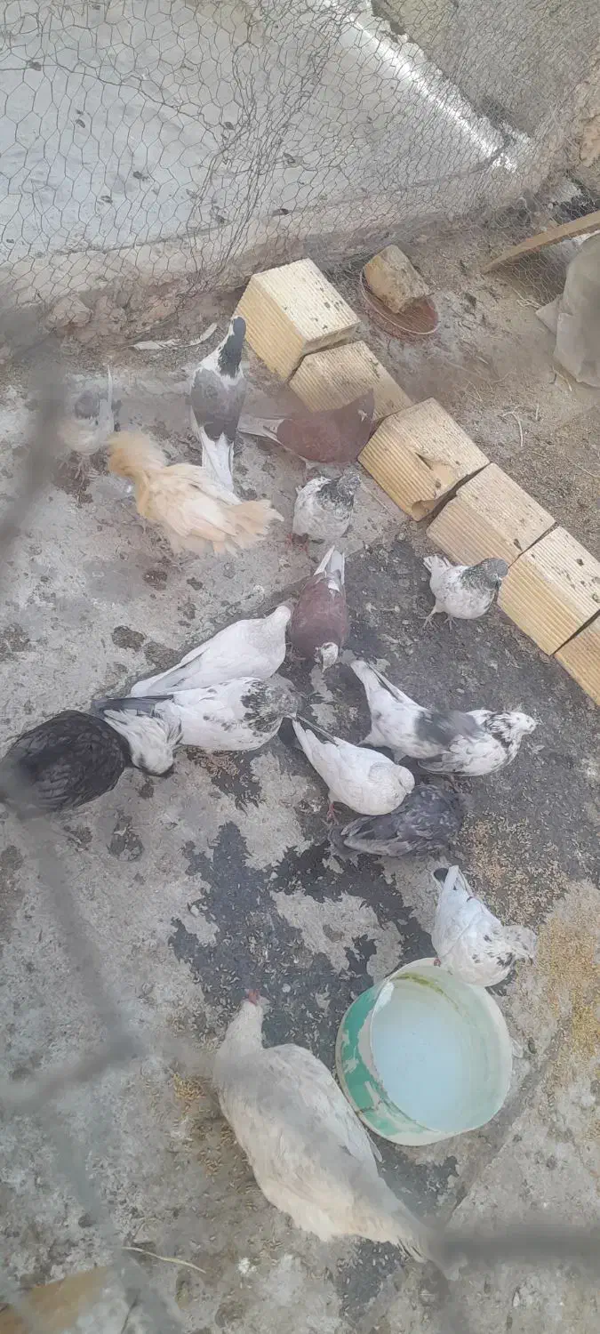 کبوتر|پرنده|پیر بکران, |دیوار