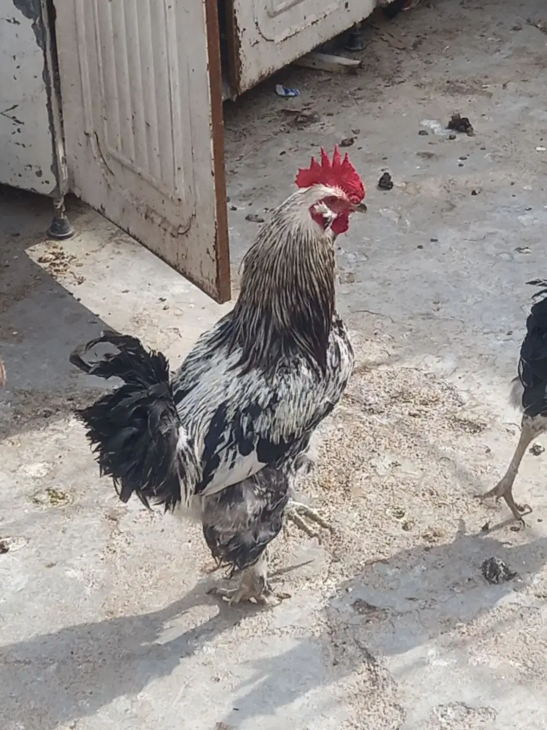 خوروس برهما و گلین|حیوانات مزرعه|شیراز, صنایع الکترونیک|دیوار