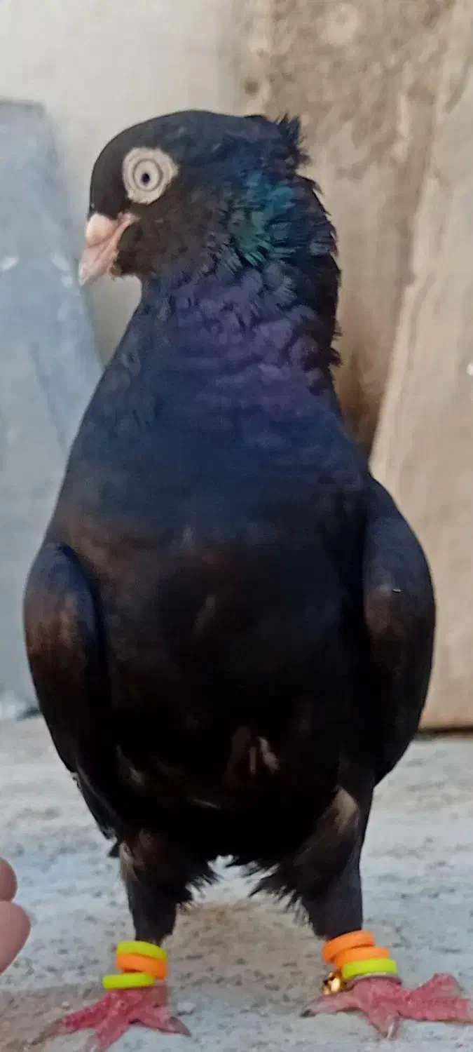 کبوترسیاه آبادانی|پرنده|امیدیه, |دیوار