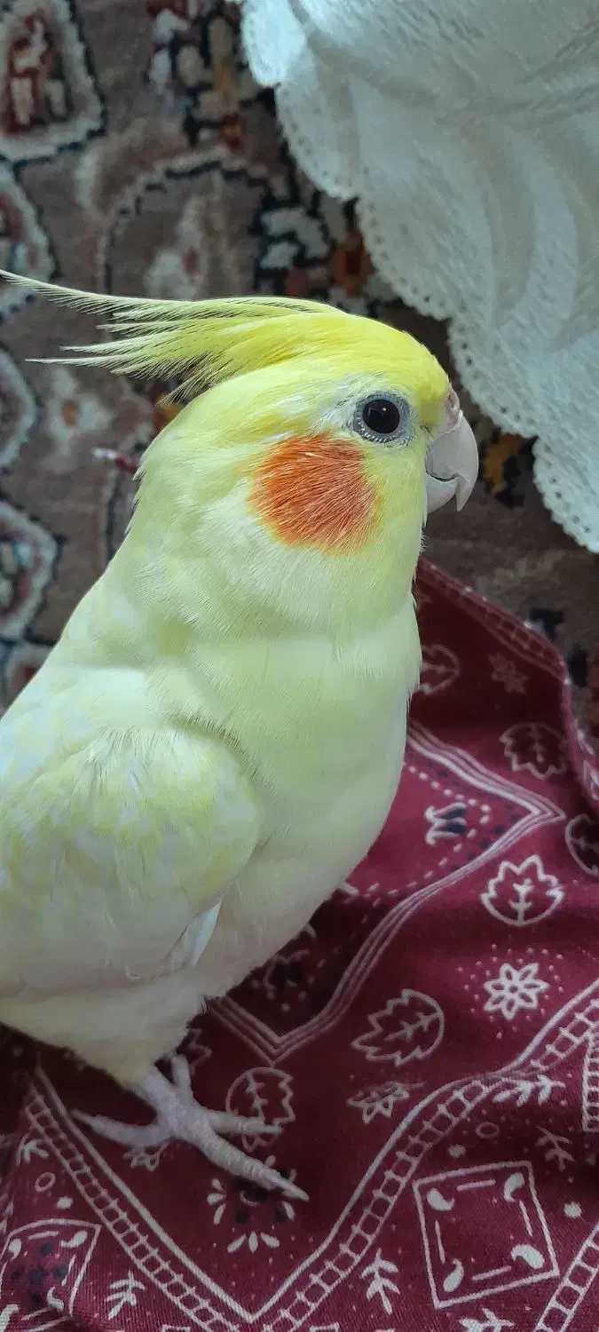 ۲ تا عروس هلندی|پرنده|قم, انصارالحسین|دیوار