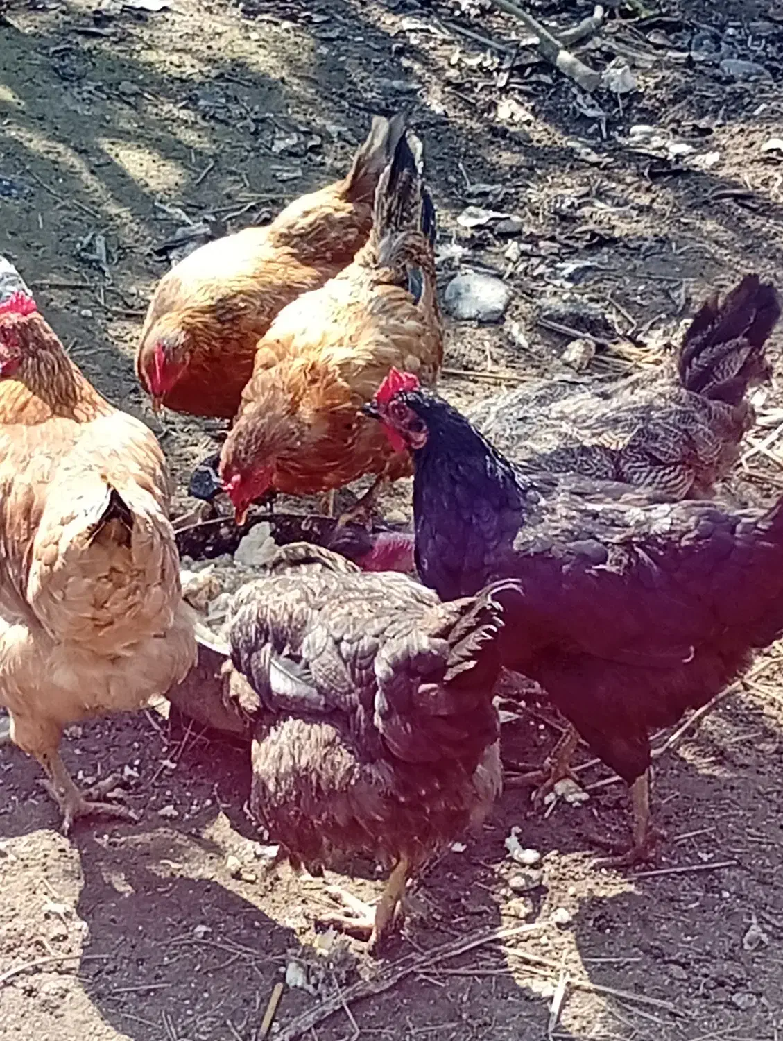 ۳تا مرغ تخم گذار|حیوانات مزرعه|رشت, فلسطین|دیوار