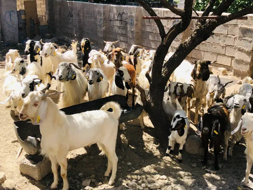 بزکره|حیوانات مزرعه|بافت, |دیوار