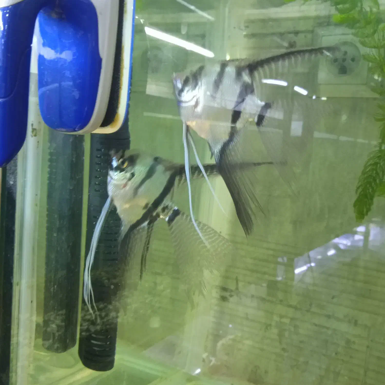 ماهی آنجل جفت خورده|ماهی|کیاشهر, |دیوار