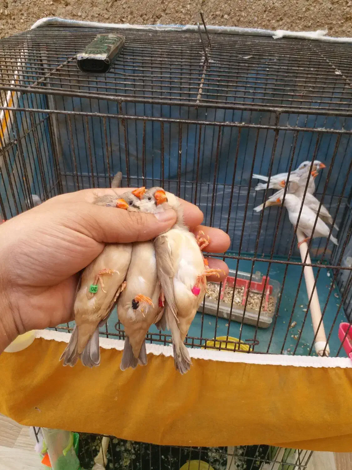 خانگی پرورشL. k زیرقیمت جوون ودرشت|پرنده|بندر ماهشهر, |دیوار