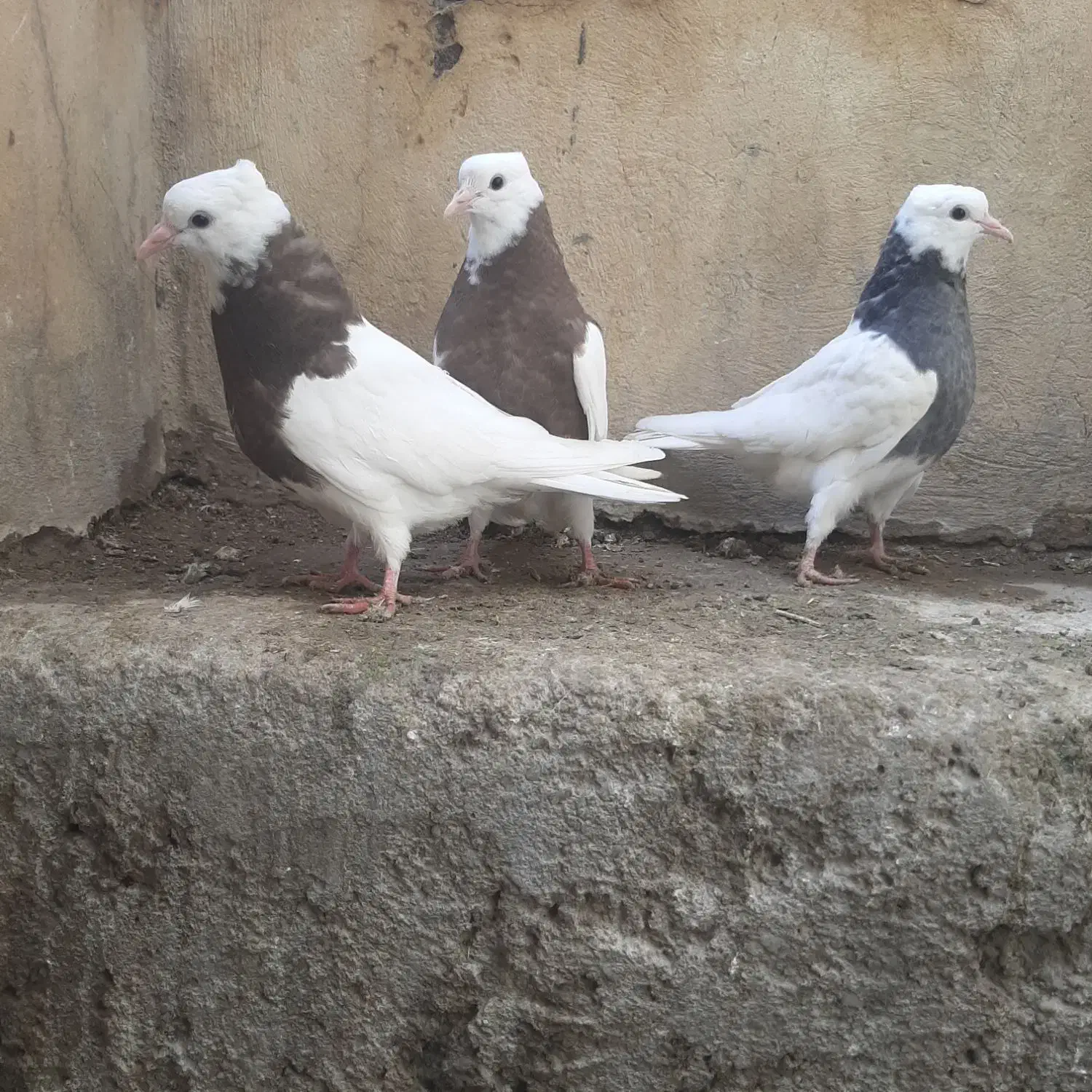 کفتر کبوتر طوقی نهاوند|پرنده|همدان, |دیوار