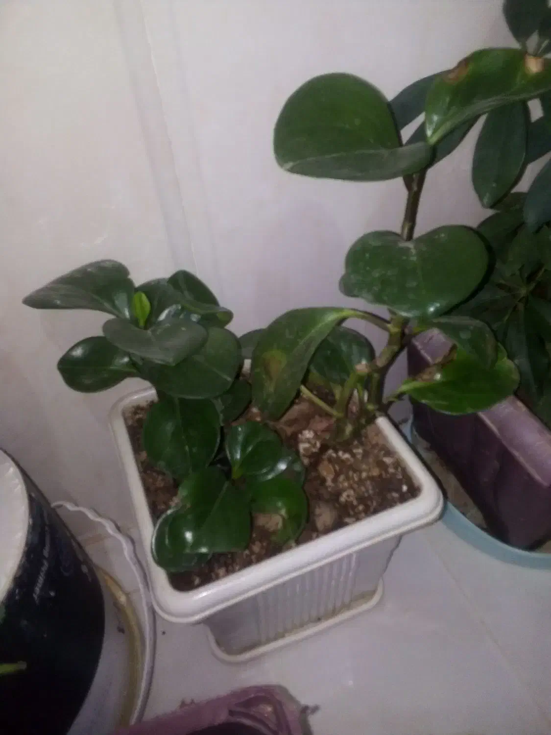 6تا عددگل|گل و گیاه طبیعی|آباده, |دیوار