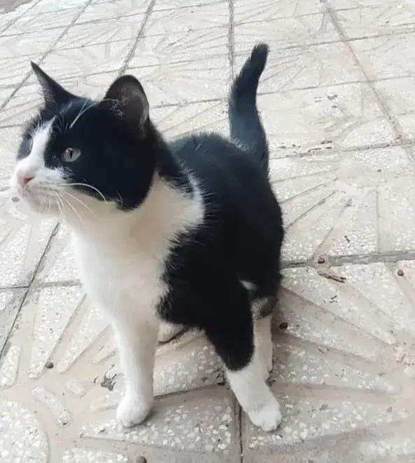 واگذاری فوری گربه|گربه|یزد, |دیوار