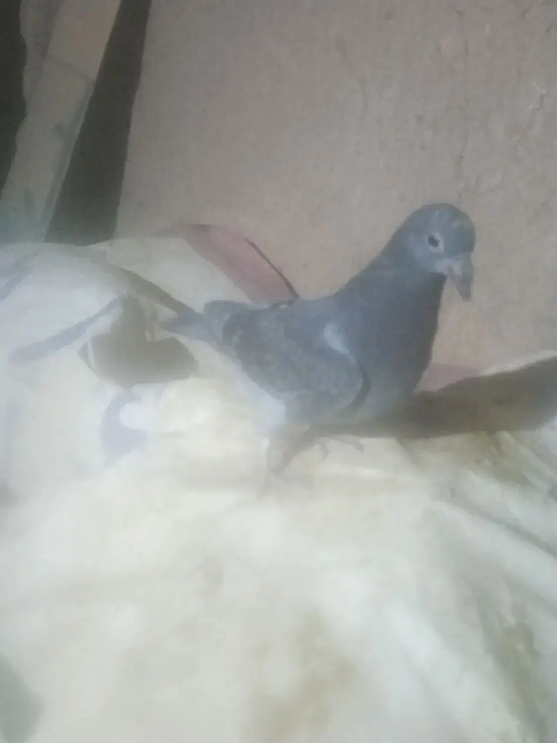 پرنده|پرنده|اردبیل, |دیوار