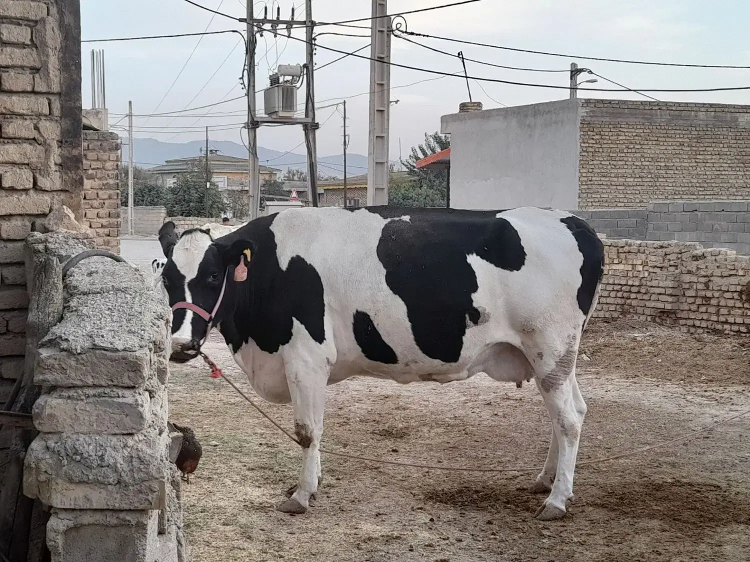 گاو۸ماهه آبستن|حیوانات مزرعه|کلاله, |دیوار