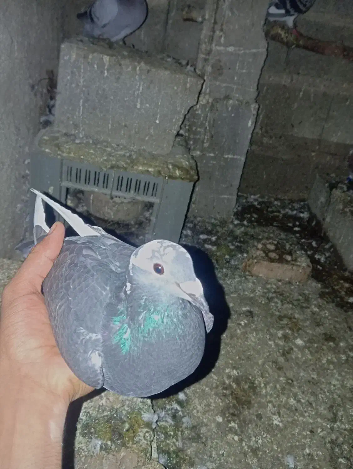 کبوتر‌مسافتی|پرنده|تاتار علیا, |دیوار