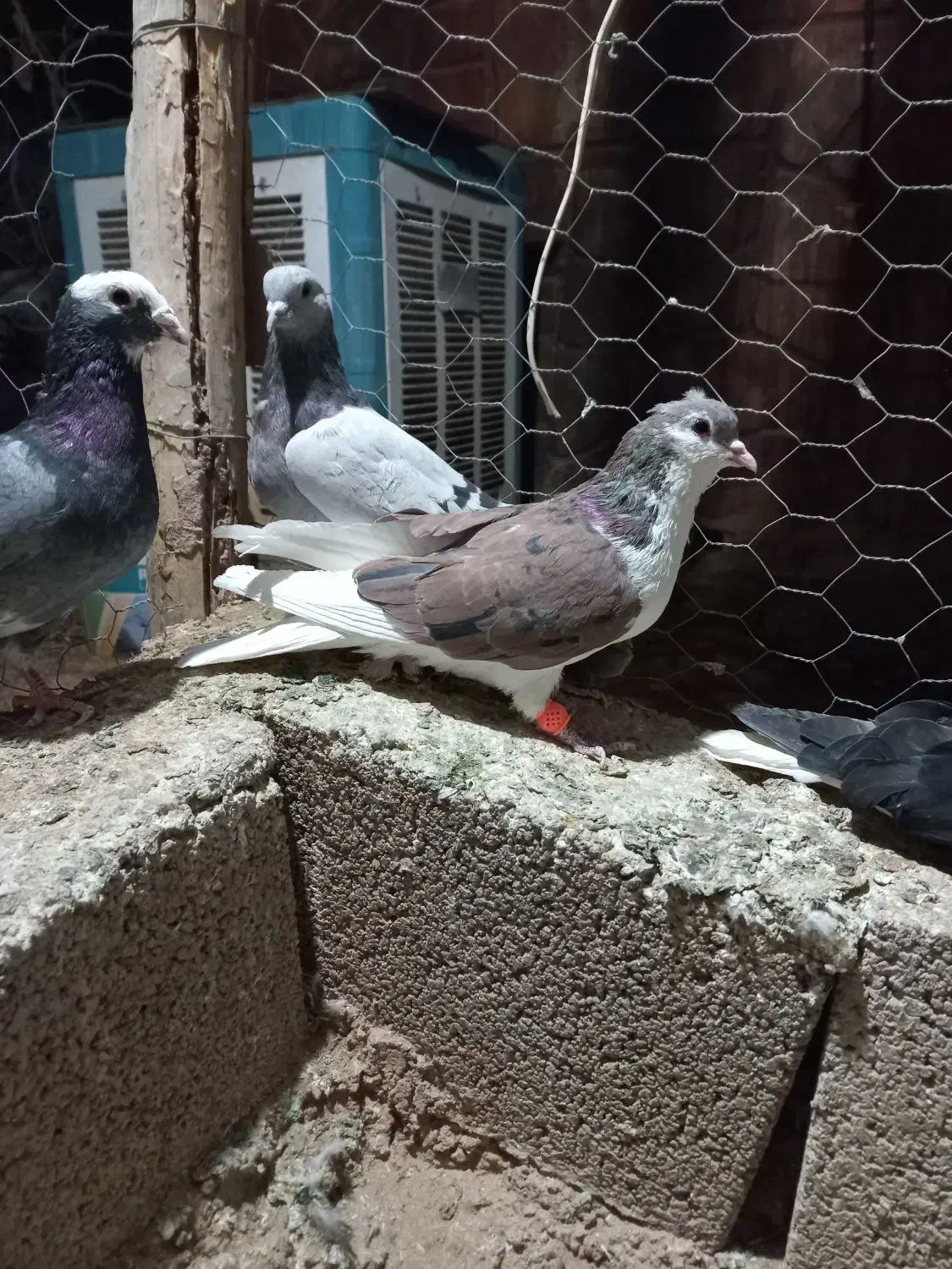 ۵تا کفتر بیگیری دس اولی|پرنده|شیراز, فرودگاه شهید دستغیب شیراز|دیوار