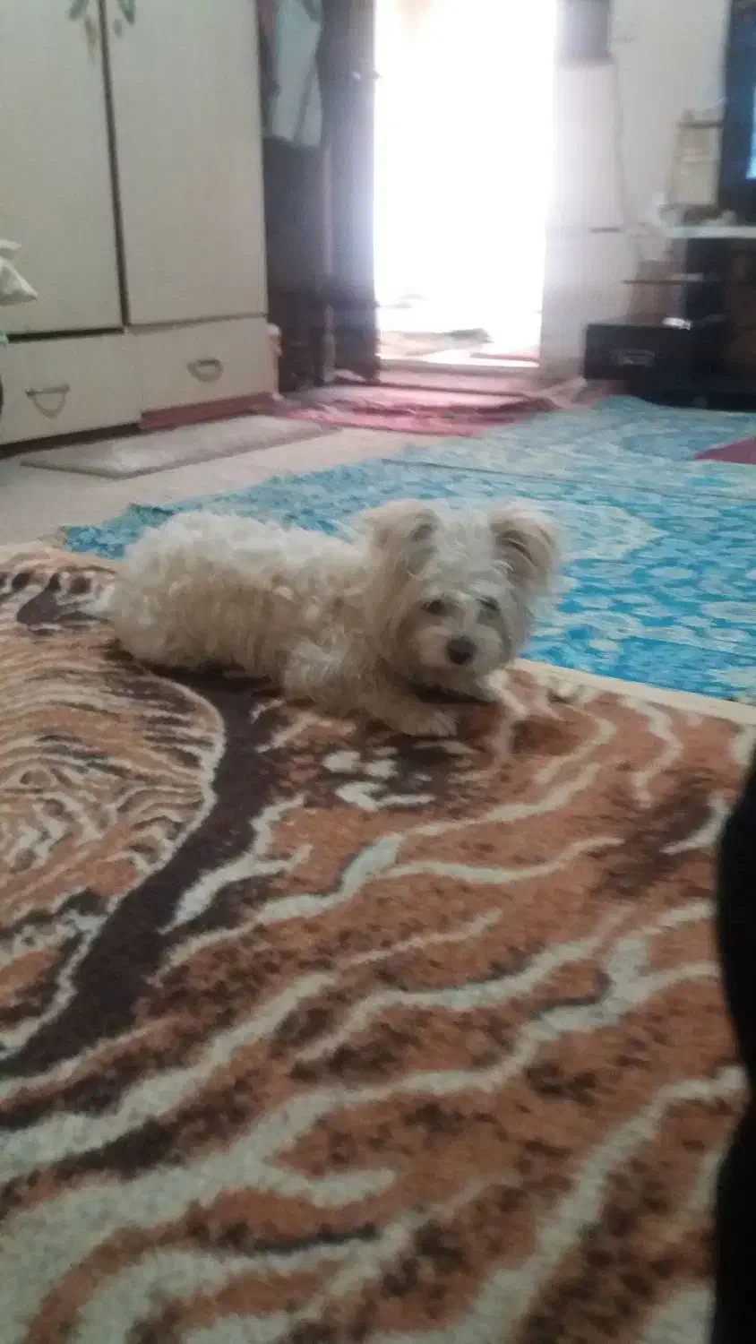 گمشده|حیوانات|تبریز, |دیوار