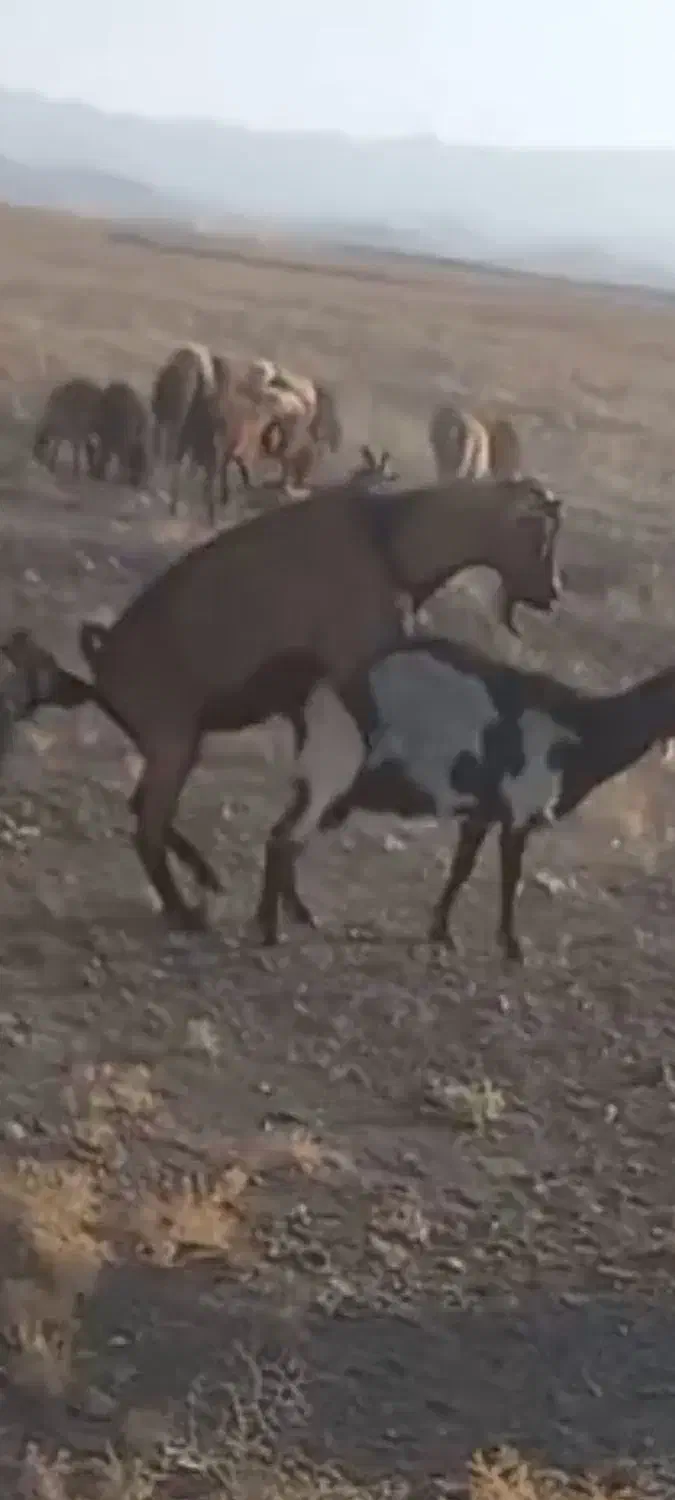 نربز آلپایین|حیوانات مزرعه|جغتای, |دیوار