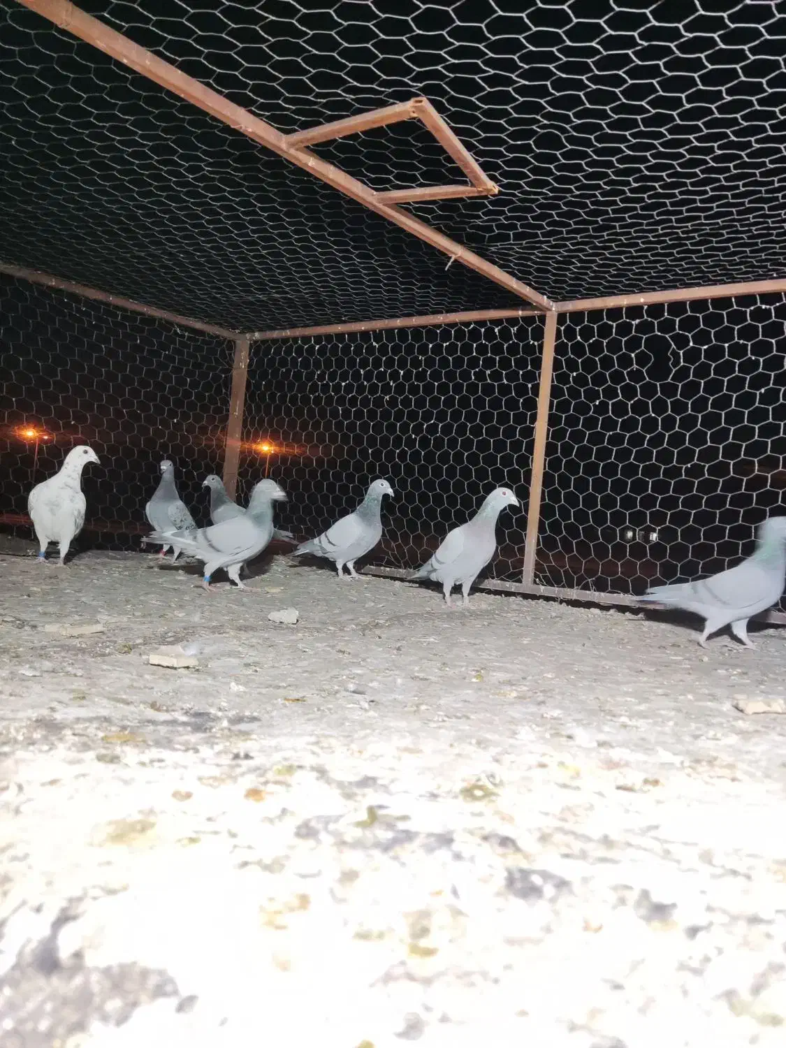 8عدد رنگ تاریک ،کفتر ،کبوتر|پرنده|رونیز, |دیوار