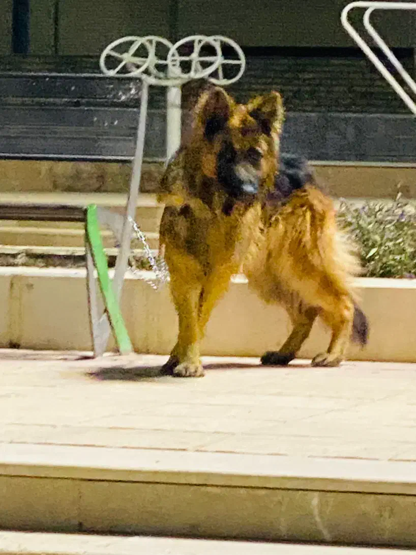 سگ ژرمن شپر کلاس A|سگ|کرمان, |دیوار