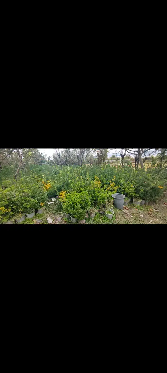 شمشاد گلدان|گل و گیاه طبیعی|سنگر, |دیوار