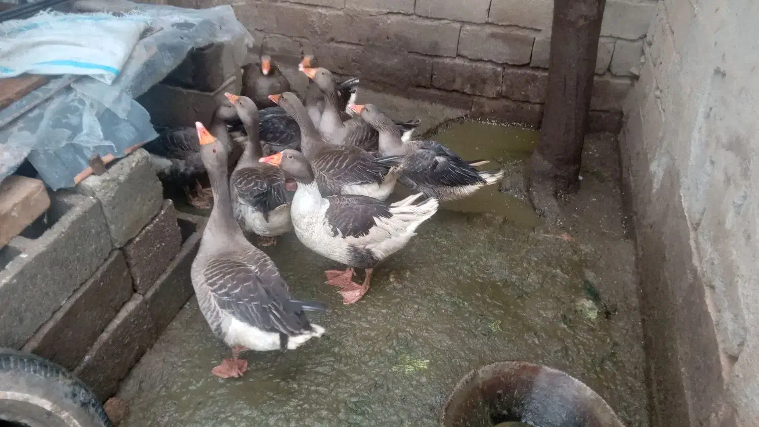 غاز|حیوانات مزرعه|کرفتو, |دیوار