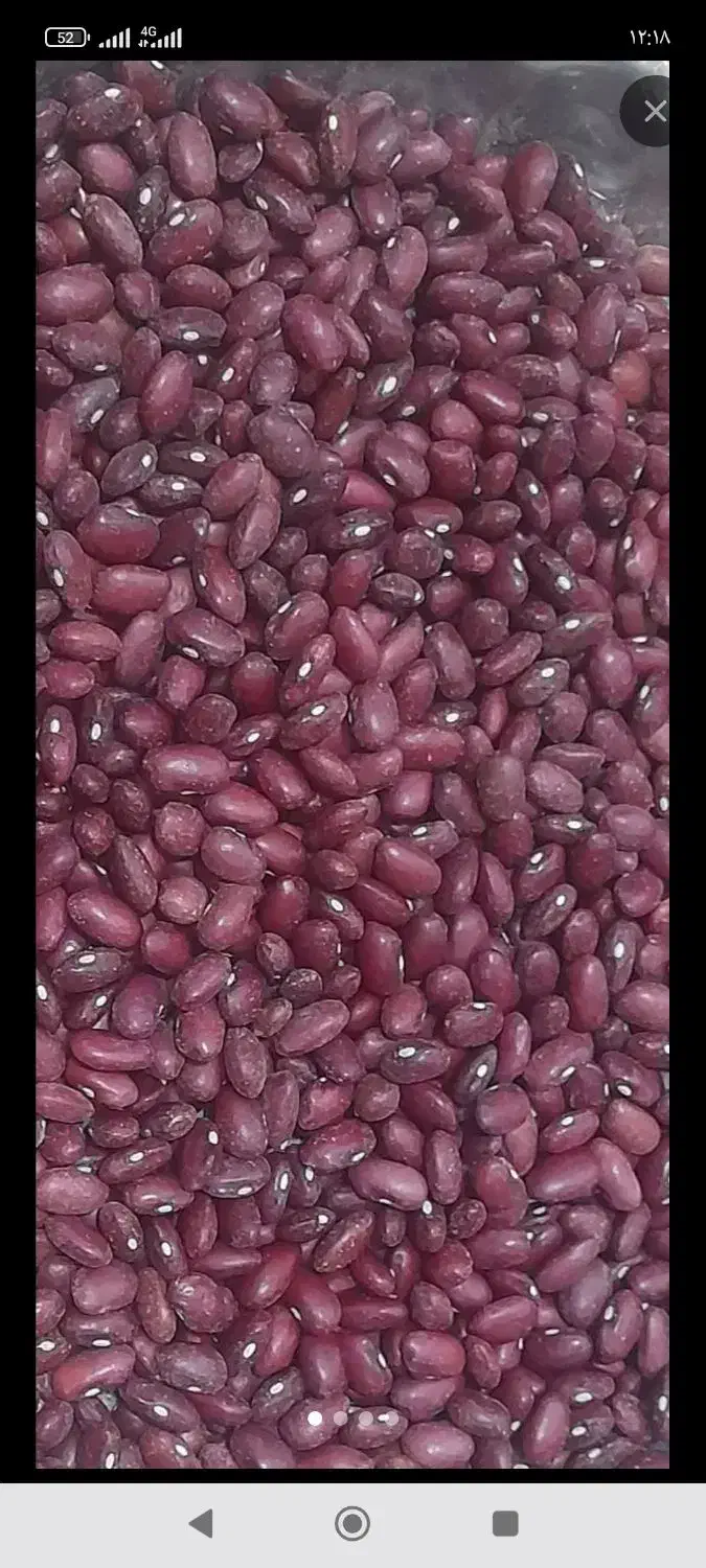 لوبیا قرمز|عمده‌فروشی|تاکستان, |دیوار