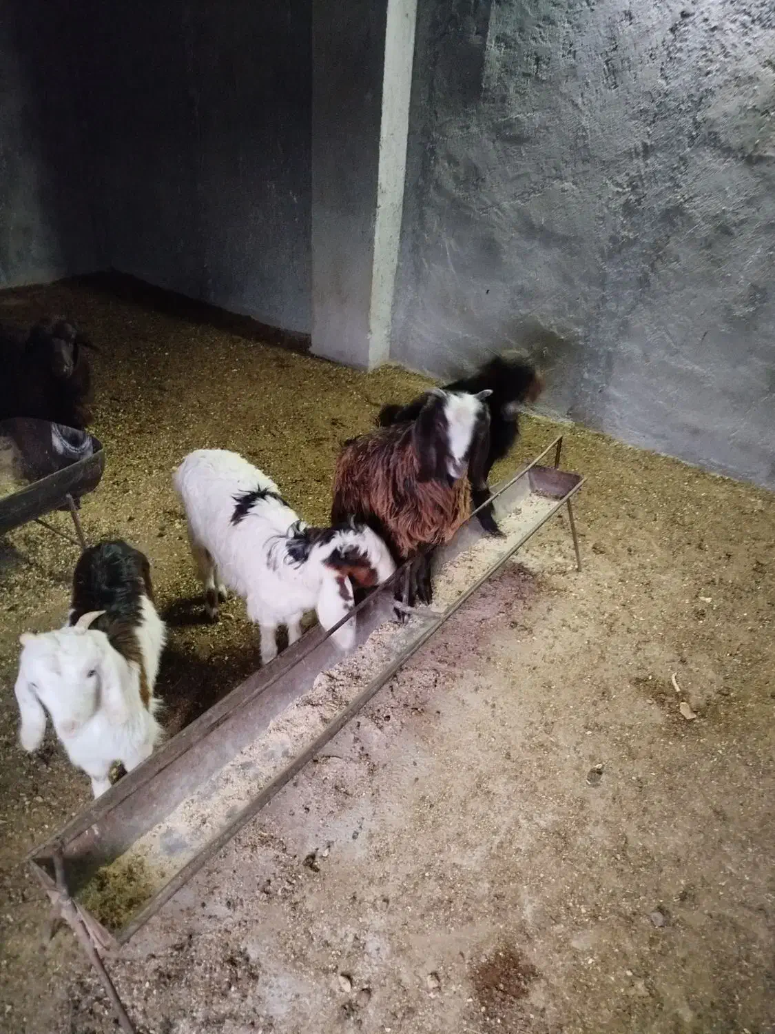 ماده بزغاله|حیوانات مزرعه|شاهرود, |دیوار