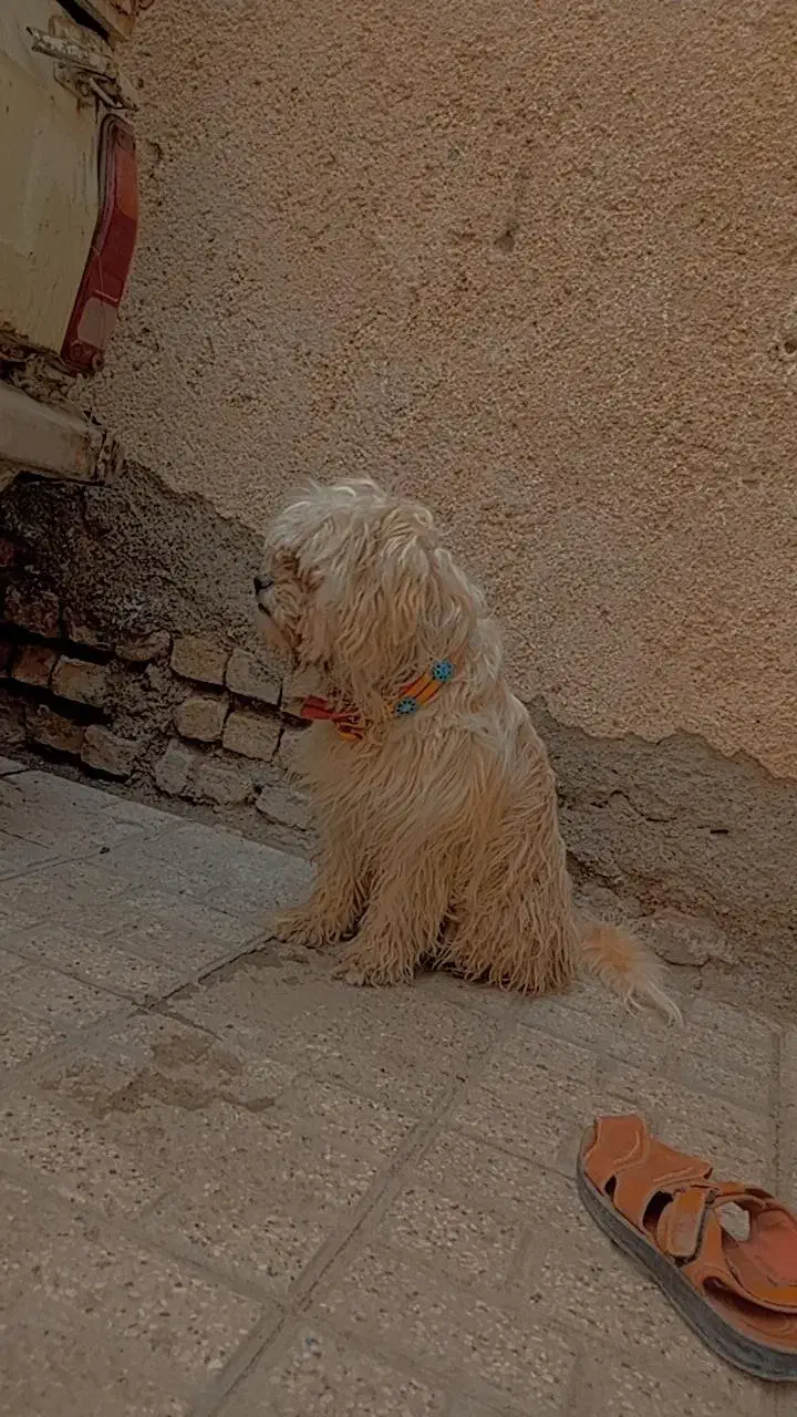 سگ شیتزو نر|سگ|مشهد, شهرک شهید باهنر|دیوار