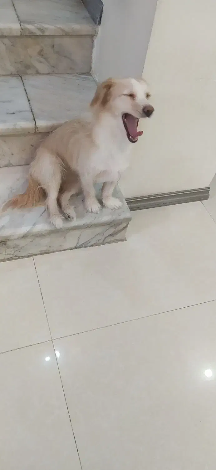 سگ اشپیتز|سگ|مشهد, امیر|دیوار