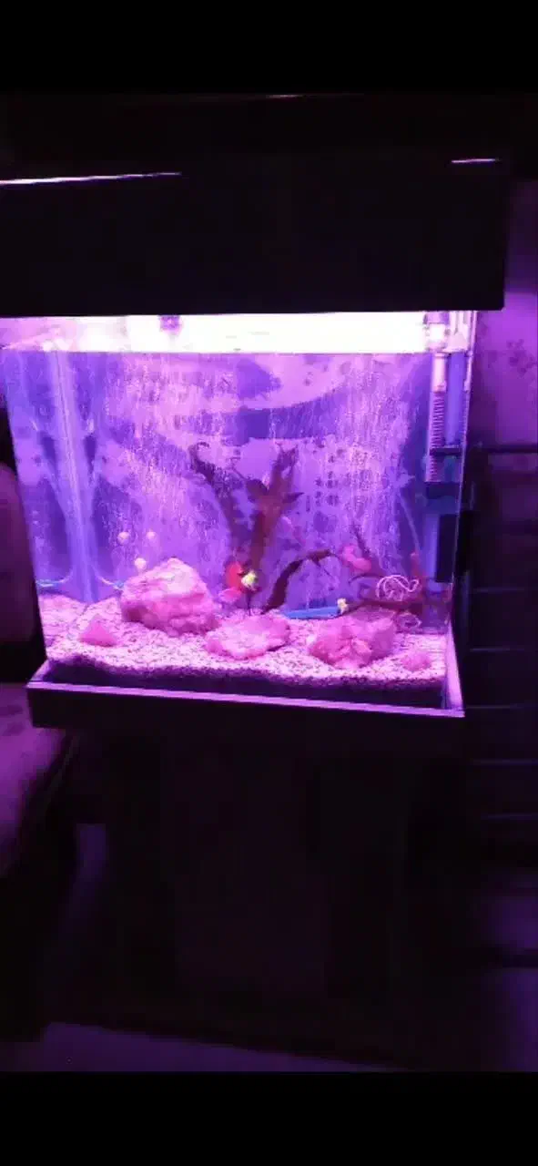 آکواریوم|ماهی|شهر ری, شهید بهشتی|دیوار