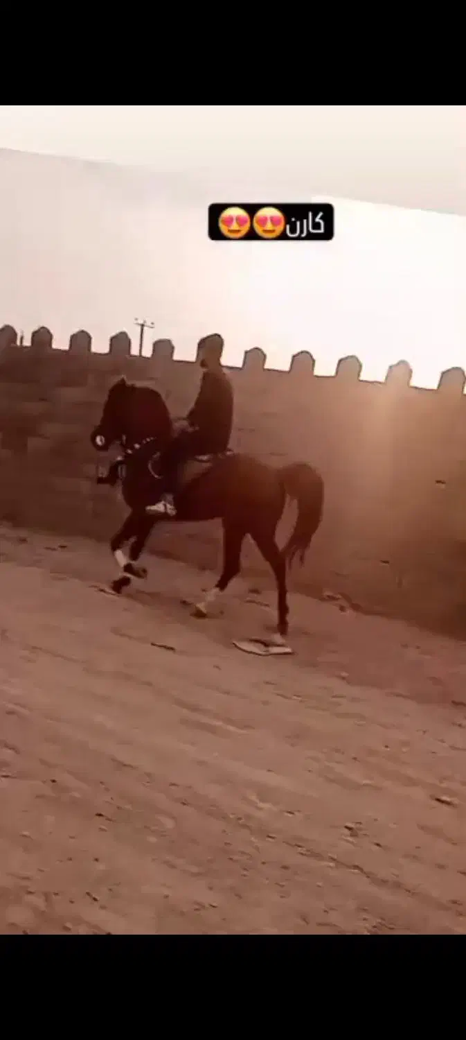 اسب مادیان نریان|اسب و تجهیزات اسبسواری|قهدریجان, |دیوار