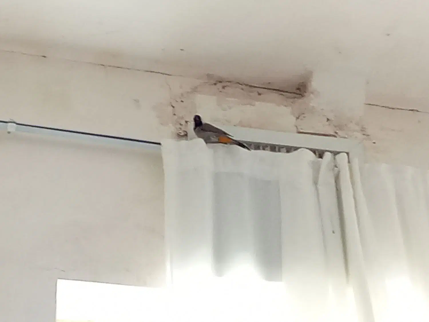 سیره|پرنده|ویسیان, |دیوار