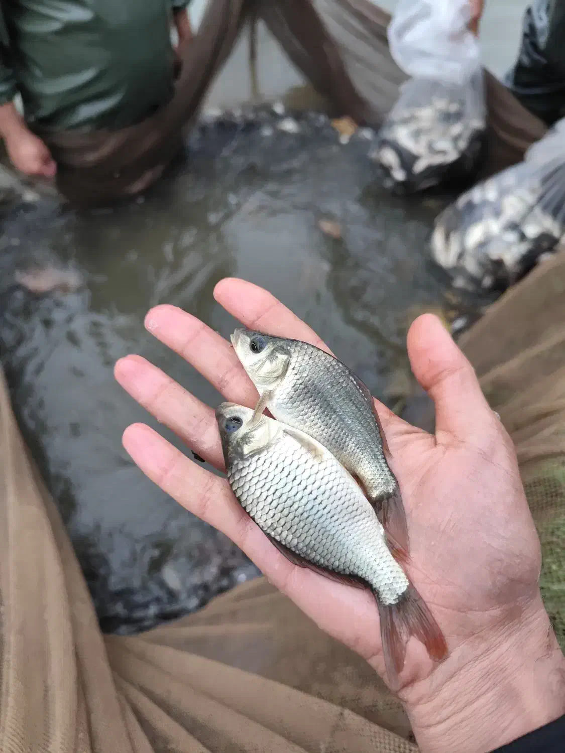 انواع بچه ماهی کپور آمور گرمابی|ماهی|تهران, ترمینال غرب|دیوار