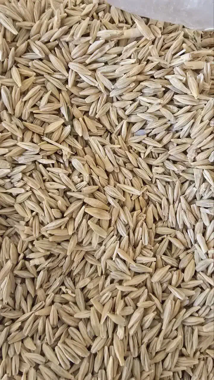 جو خارجی زرد چاق بلغور جو|لوازم جانبی حیوانات|تربت‌حیدریه, حاجی یار‎|دیوار