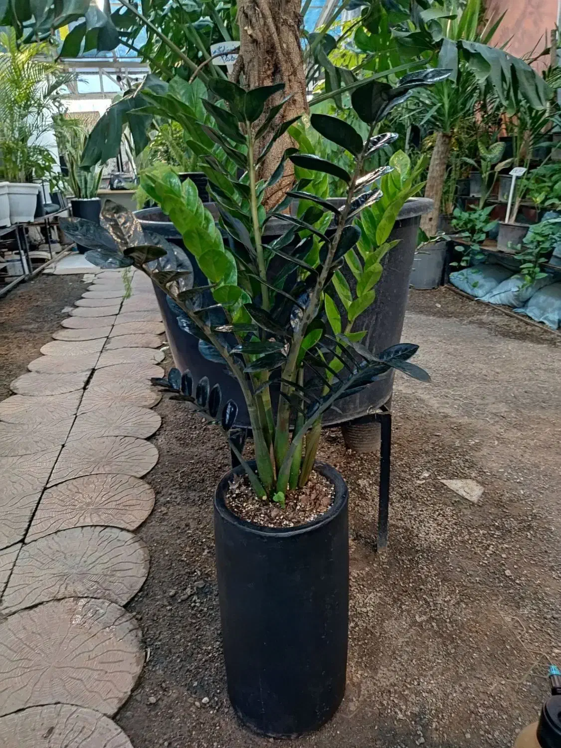 تخفیف ویژه گل گیاه آپارتمانی تعویض و درمان در محل|گل و گیاه طبیعی|مشهد, شهرک صنعتی توس|دیوار