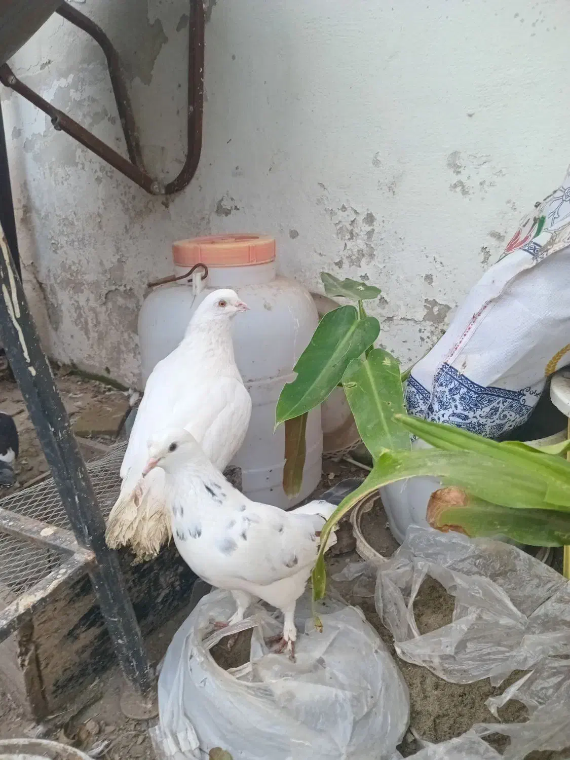 کبوتر پرشی جفت ۵۰۰ تومان ،معاوضه با مرغ عشق|پرنده|آمل, |دیوار