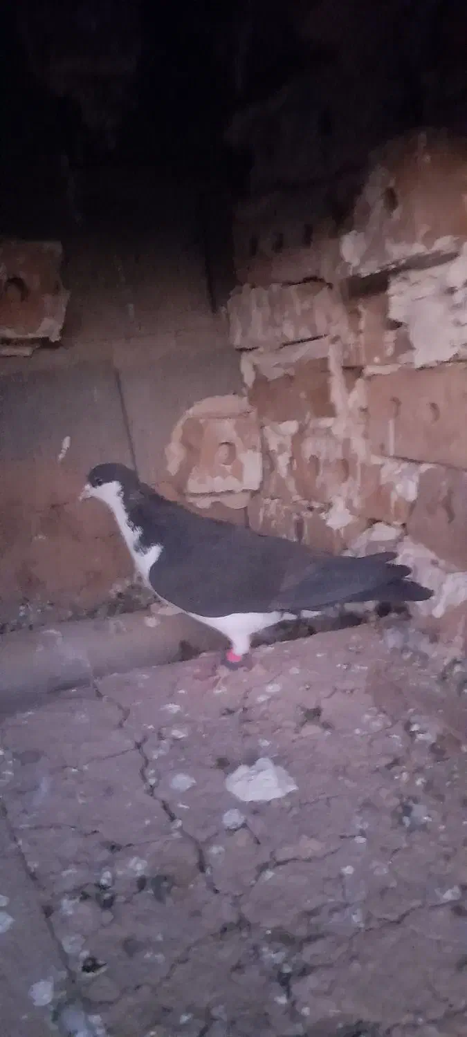 کفتر ساده دم کلاغ|پرنده|تایباد, |دیوار