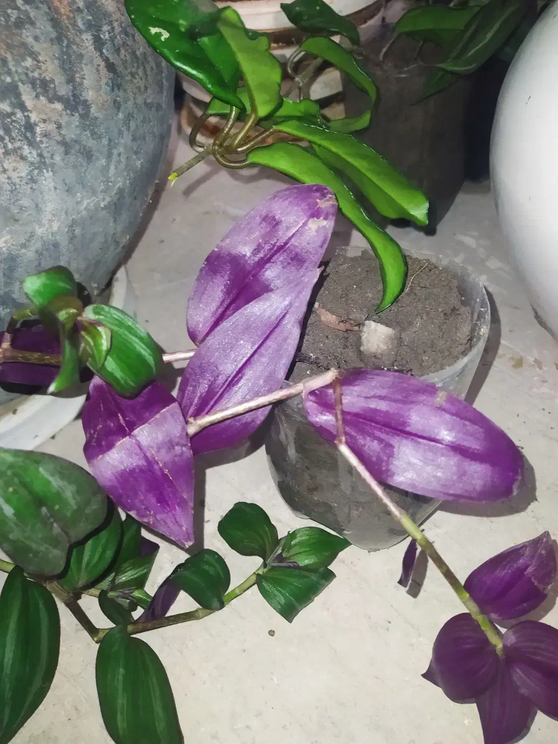 گل فقط 20 تومن|گل و گیاه طبیعی|ارومیه, |دیوار